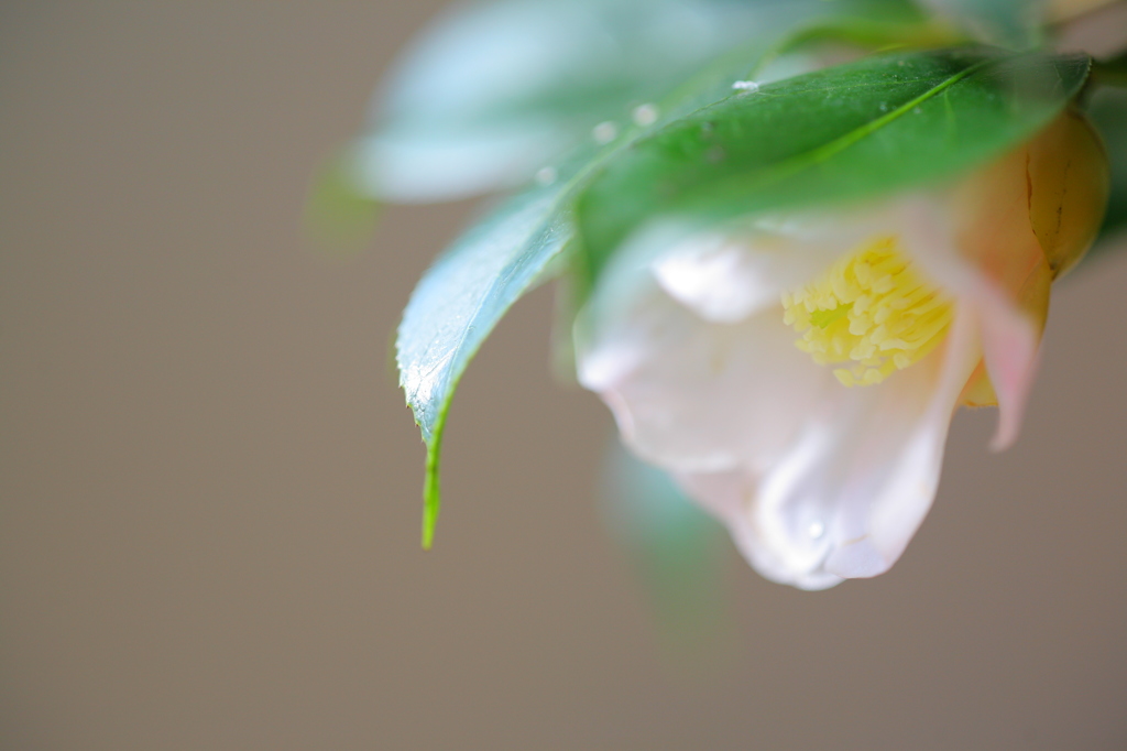 新春の薫り