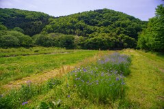 長閑