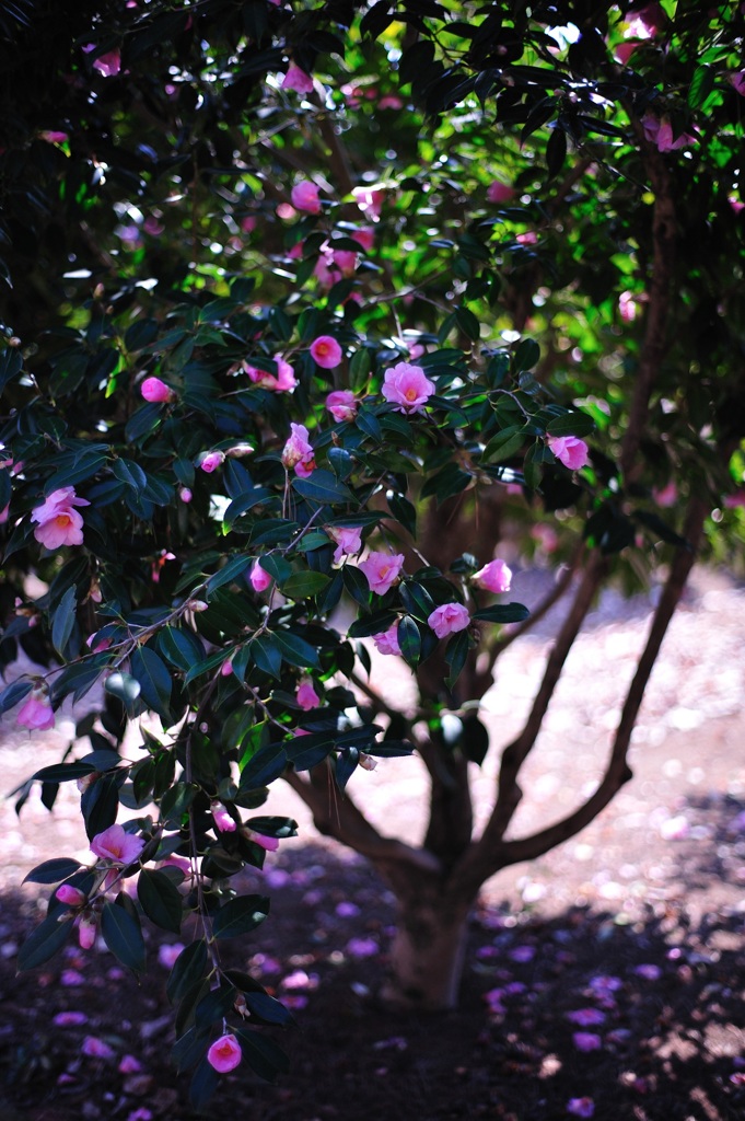 DSC_3015min