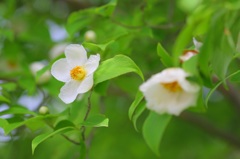 白い花