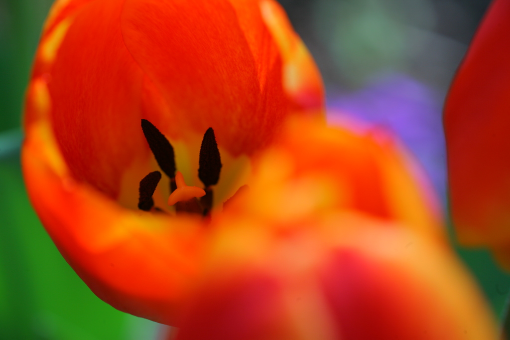 花芯