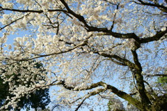 空を埋める花たち