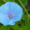 朝顔・青磁