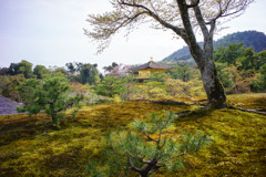 裏山からの金閣寺