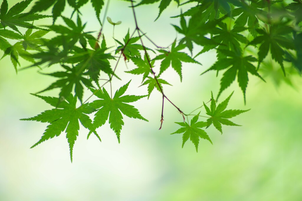 新緑の季節