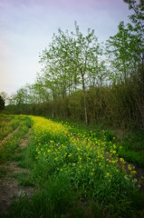 菜の花の道