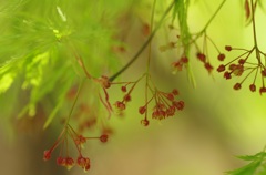 新緑の線香花火