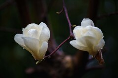 春の雨