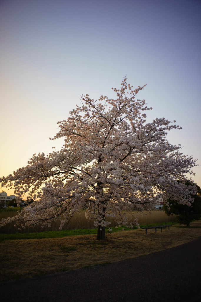 夕暮れの桜