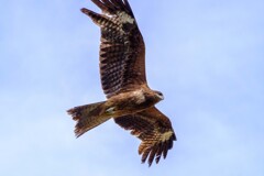 鳶