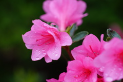 春の雫