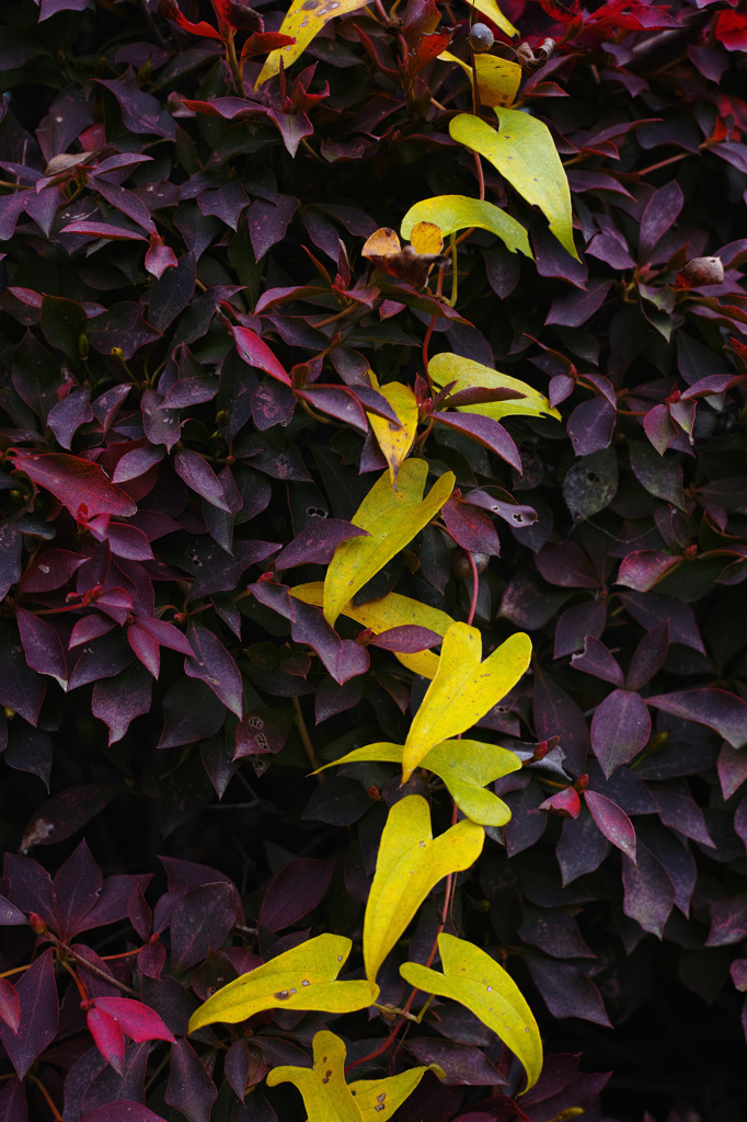 SDIM0154-1