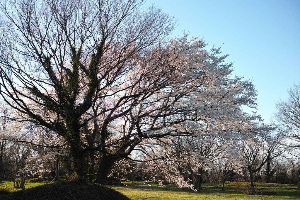 SDIM0240-1