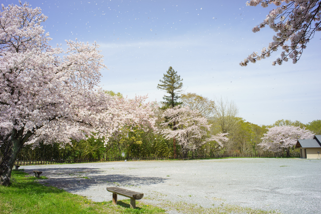 桜舞うⅡ