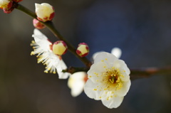 春の香りⅠ