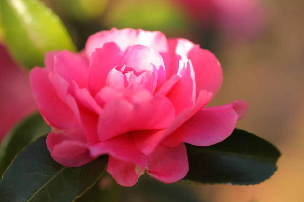 木漏れ日の花