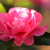 木漏れ日の花