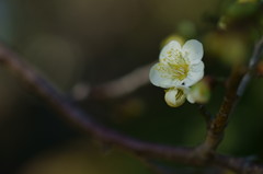 春の香りⅣ