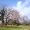 桜の季節へⅡ