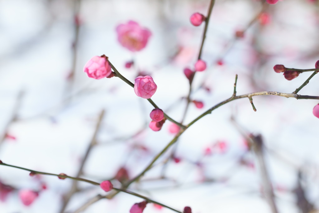 花銀河