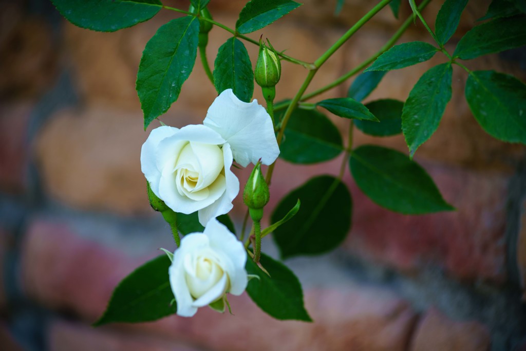 薔薇の季節