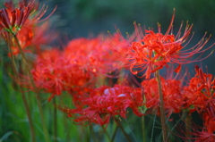 秋が満開（此の地の岸を満たす花）