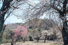 里山の春Ⅰ