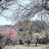 里山の春Ⅰ