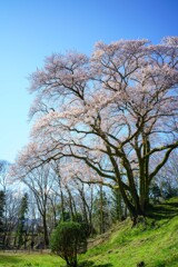 春の青空と彼岸桜