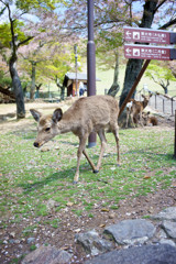 若草山の鹿