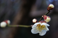 nex-6テスト