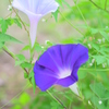 アサガオ・8・17