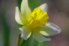 春の花たちⅡ