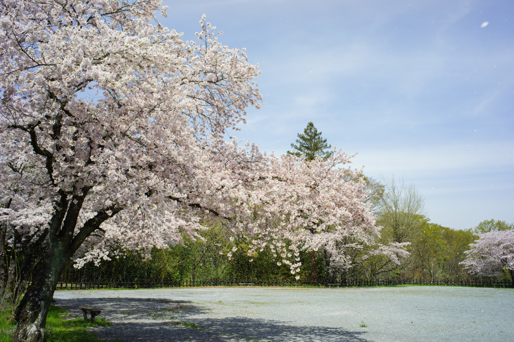 桜舞うⅠ