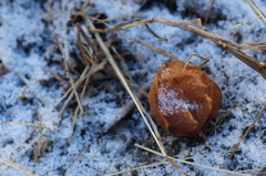 去年の名残りに降る