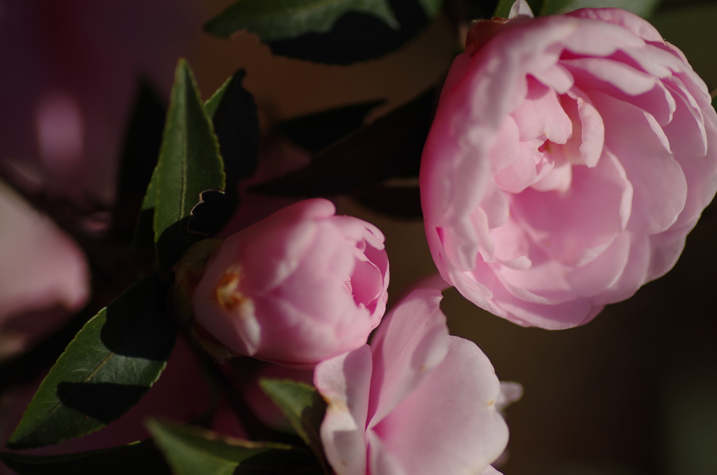 IMGP5593-1