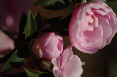 IMGP5593-1