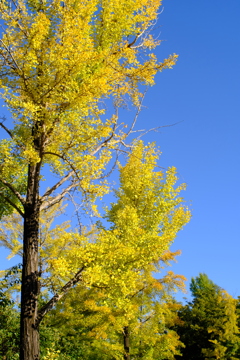 秋の青空と銀杏２