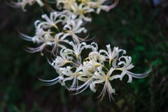 白い彼岸花