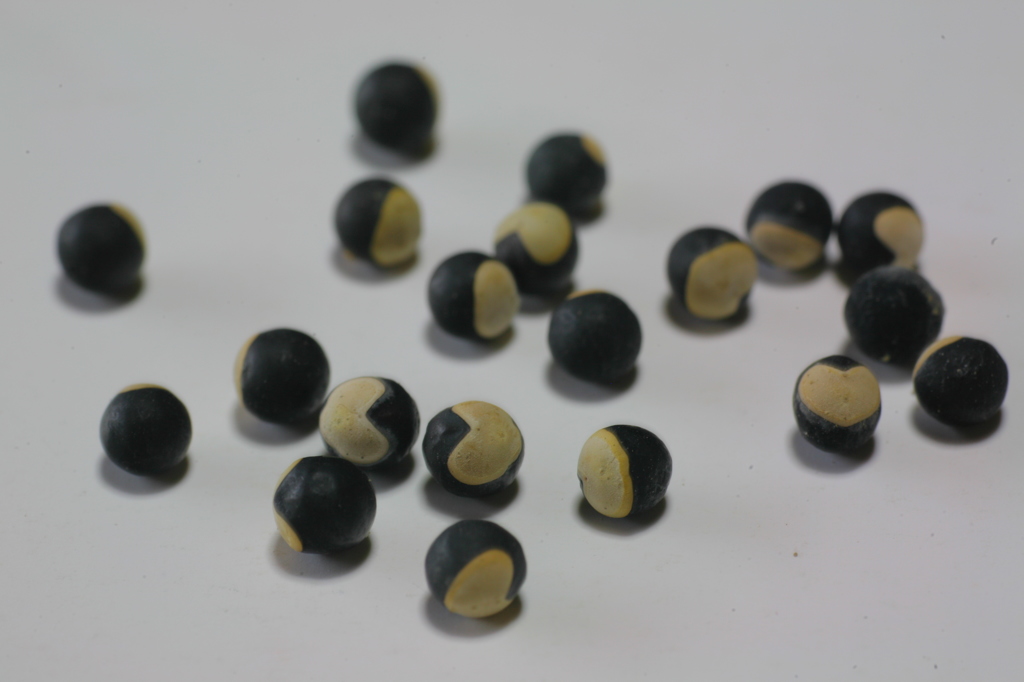 Heart of the seed