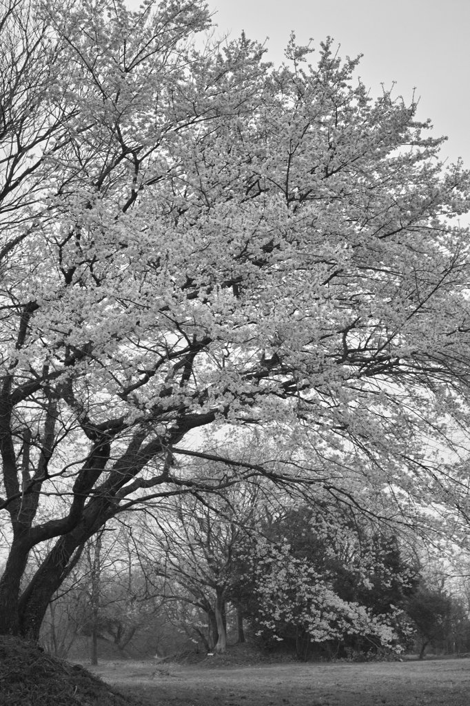 春の野に咲くⅥ