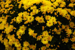 菊