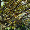 SDIM0381
