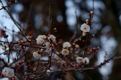 春を告げる
