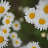 花園に迷い込んで