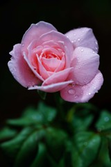 雨上がりの薔薇Ⅱ