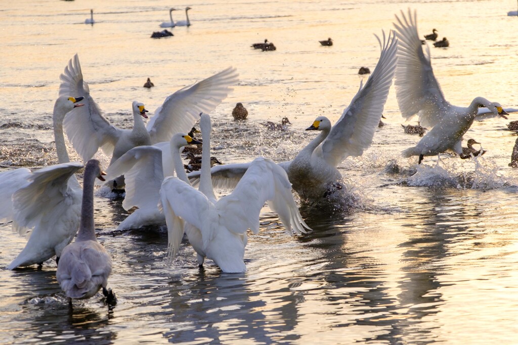 swan20231123-2