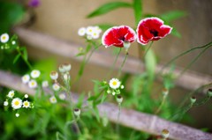 路傍の花たち