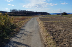 冬の散歩道