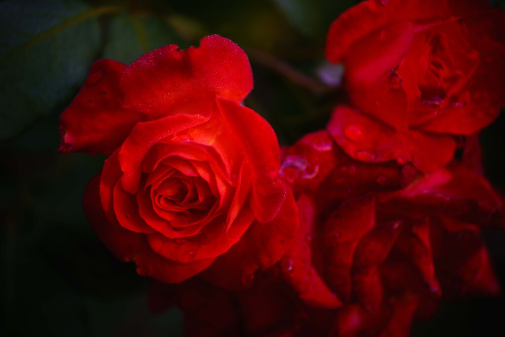 雨上がりの薔薇